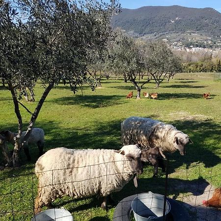Studio En Campagne Dans Une Ferme Bio Appartement Nyons Buitenkant foto